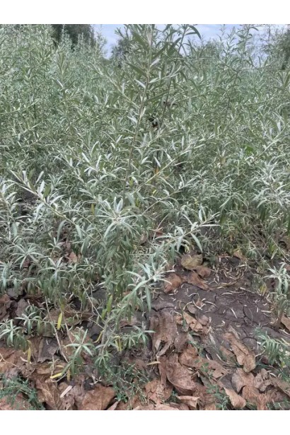 Обліпиха ‘Медова’ 